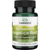 Full Spectrum Angelica Root