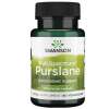 Full Spectrum Purslane