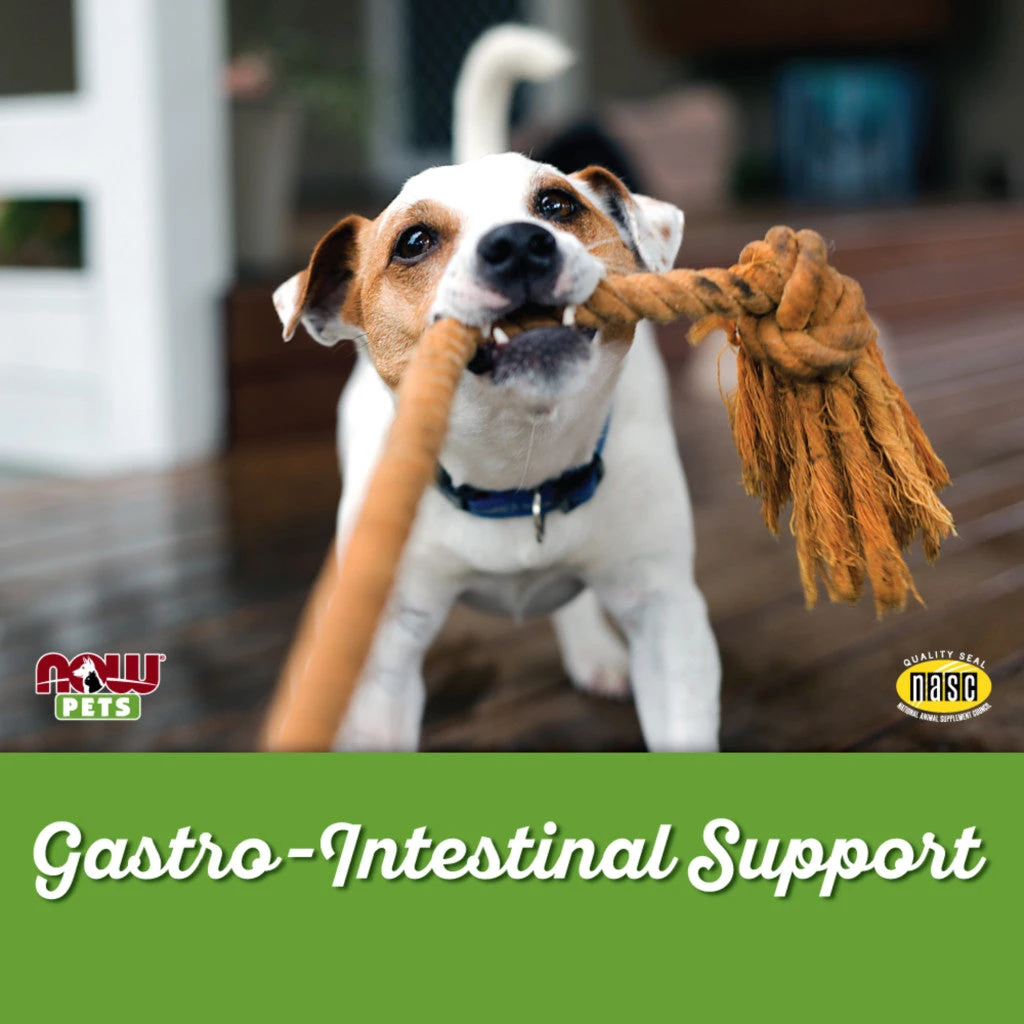NOW Pets - G.I. Support for Dogs and Cats - Image 7