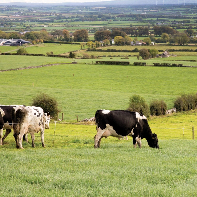 Garden of Life - Grass-Fed Collagen Super Beauty, Blueberry Acai - 270g - Image 9